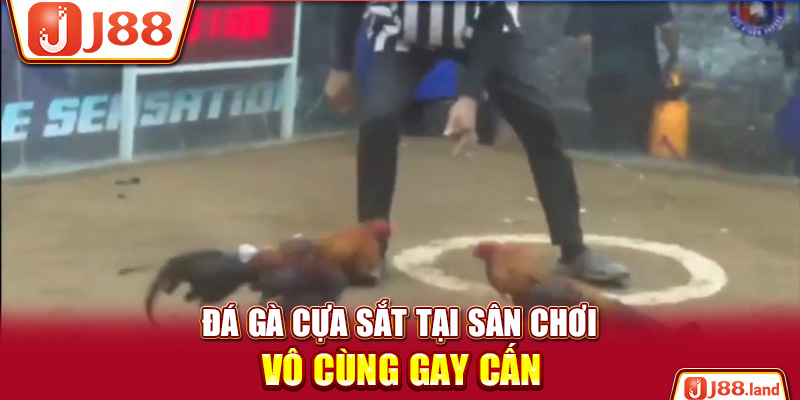 Đá gà cựa sắt tại sân chơi vô cùng gay cấn